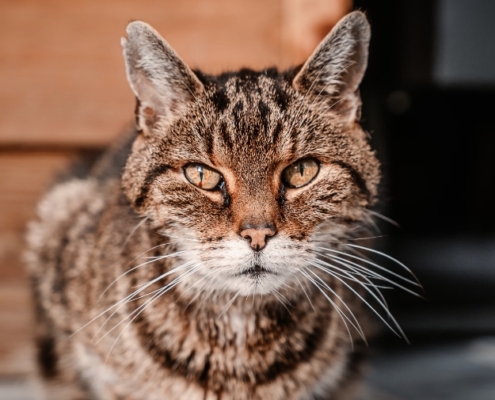 vita media gatto anni