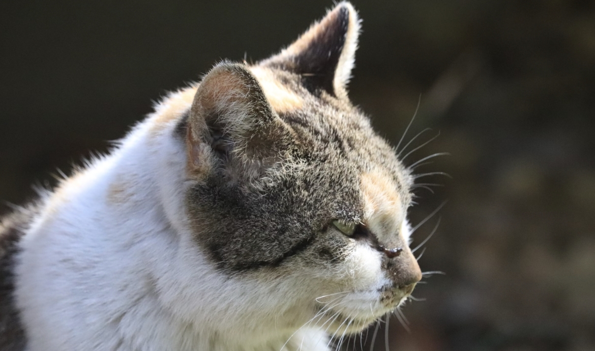 rogna del gatto