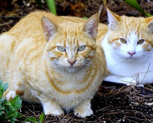 Inseirmento di un nuovo gatto in casa