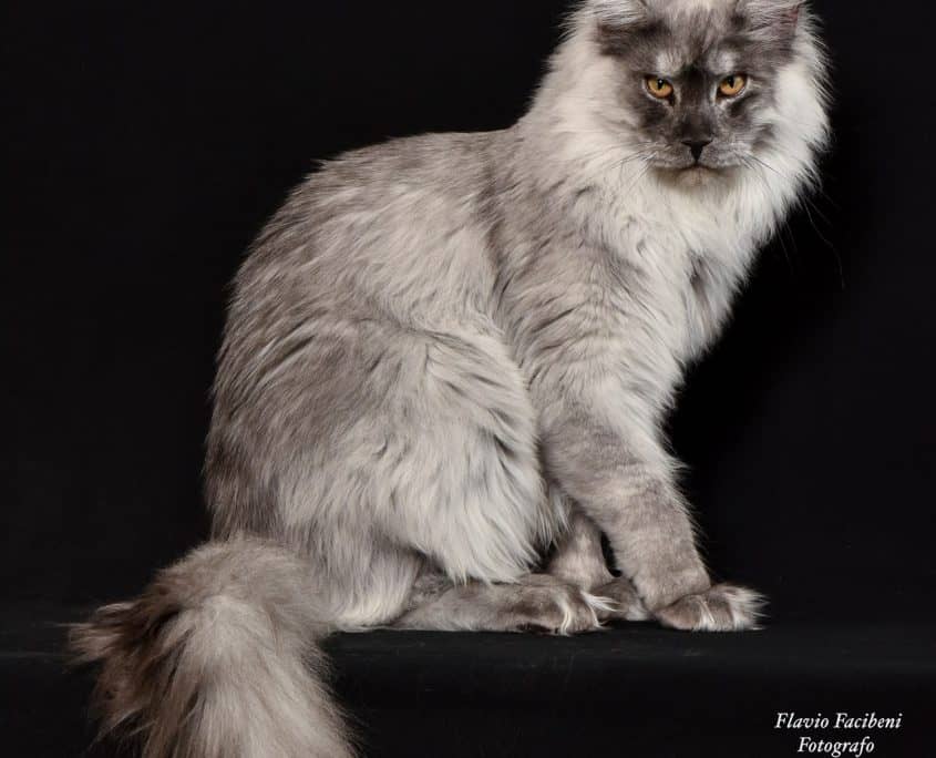 Maine coon - Foto Flavio Facibeni