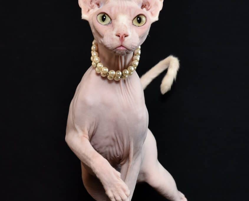 Don Sphynx