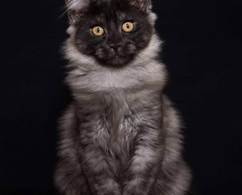 Maine Coon Foto Flavio Facibeni