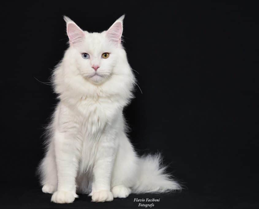 Maine Coon