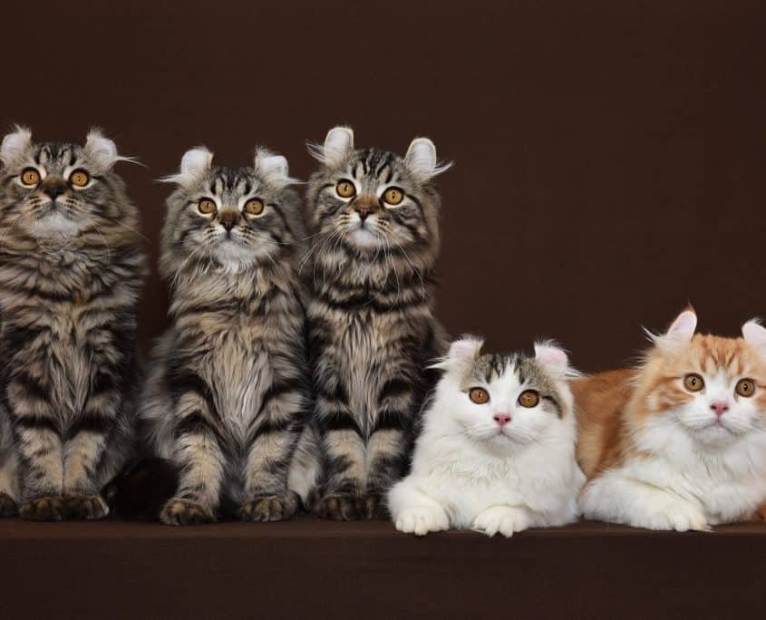 American Curl - Foto Flavio Facibeni