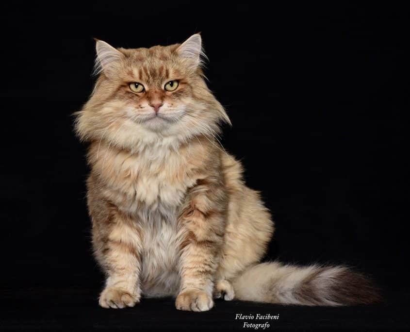 Gatto Siberiano - Foto Flavio Facibeni