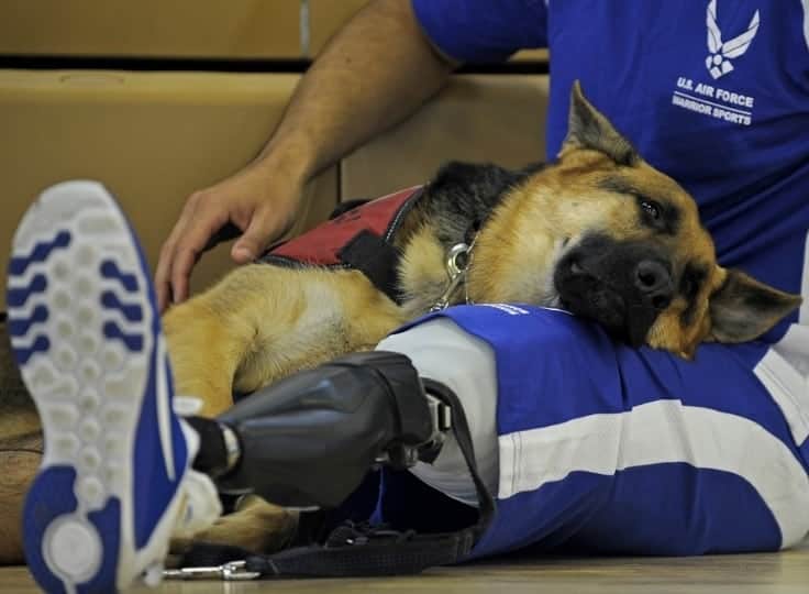 Pet therapy con il cane