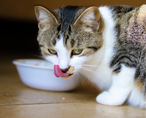 miglior cibo umido per gatti