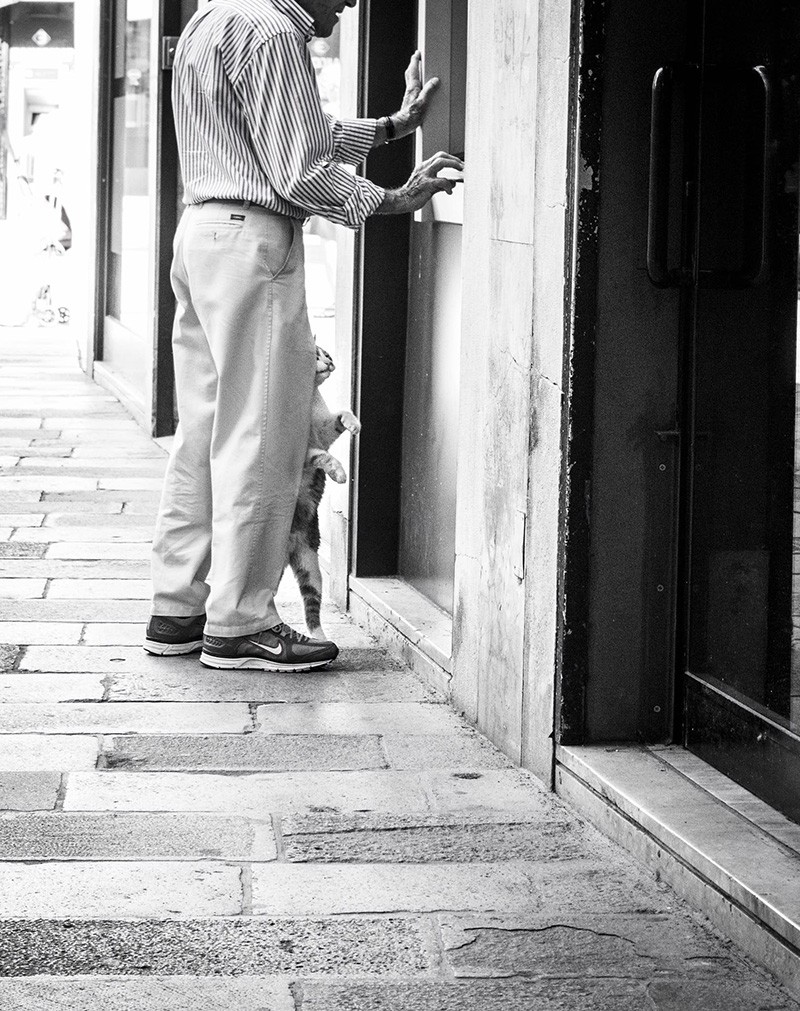 Un gatto di Venezia al bancomat - Foto di Marianna Zampieri