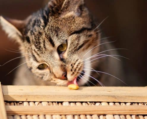 Integratori e vitamine per gatti