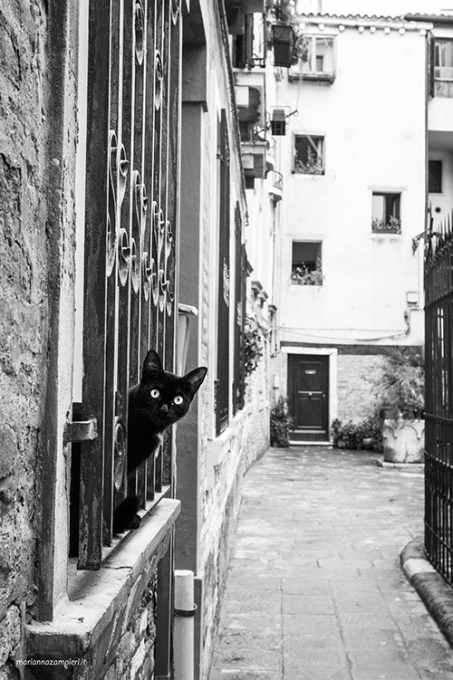 Mila gattina di Venezia - Foto di Marianna Zampieri