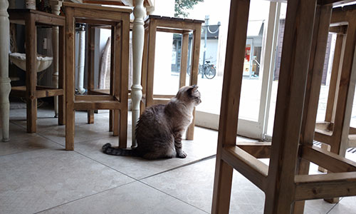 gatto guarda fuori cat caffe bistrot torino