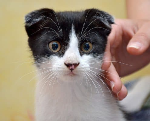 accarezzare un gatto guida alle coccole