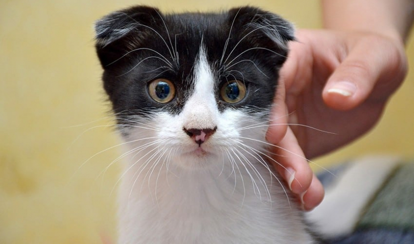 accarezzare un gatto guida alle coccole