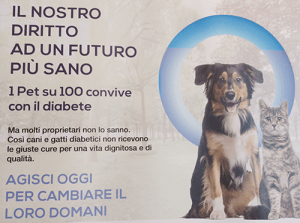 Diabete Nel Gatto: Sintomi, Diagnosi E Cura - MicioGatto.it