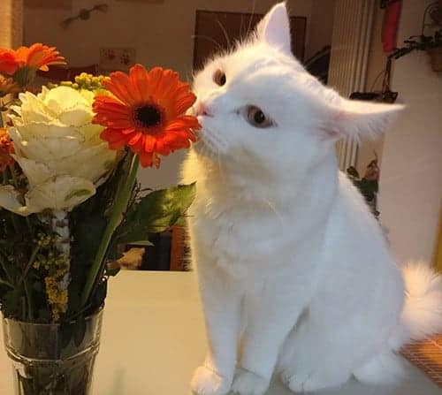 gatto bianco carattere