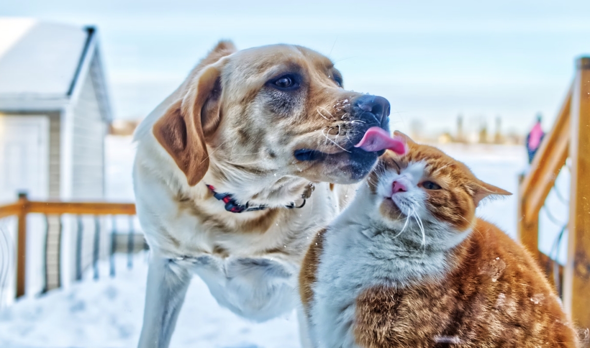 alimentazione del cane per gatto