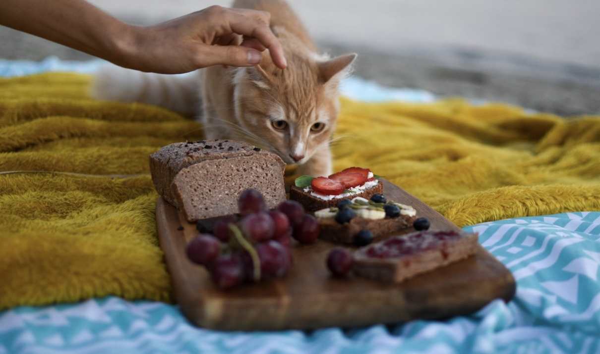 cibo per gatti in offerta