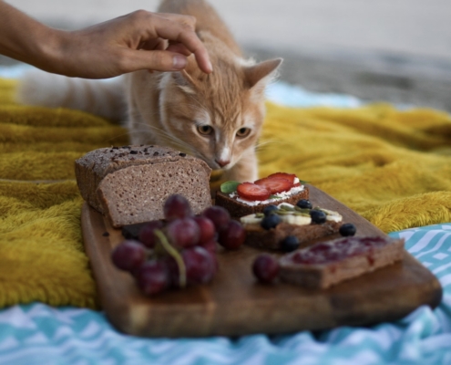 cibo per gatti in offerta