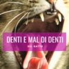 denti del gatto mal di denti