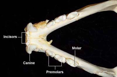 Arcata inferiore della dentatura del gatto