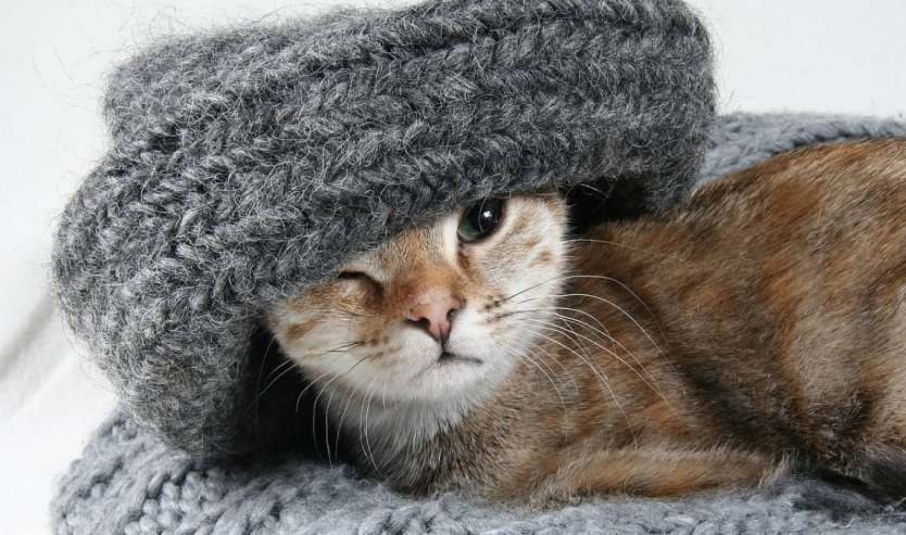 Perché il gatto mangia la lana cos'è il picacismo