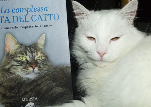 la complessa vita del gatto libro raffaella rizza