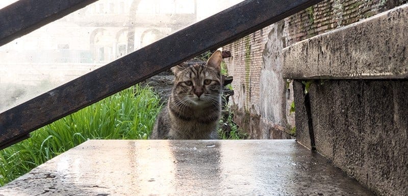 gatti di roma largo argentina