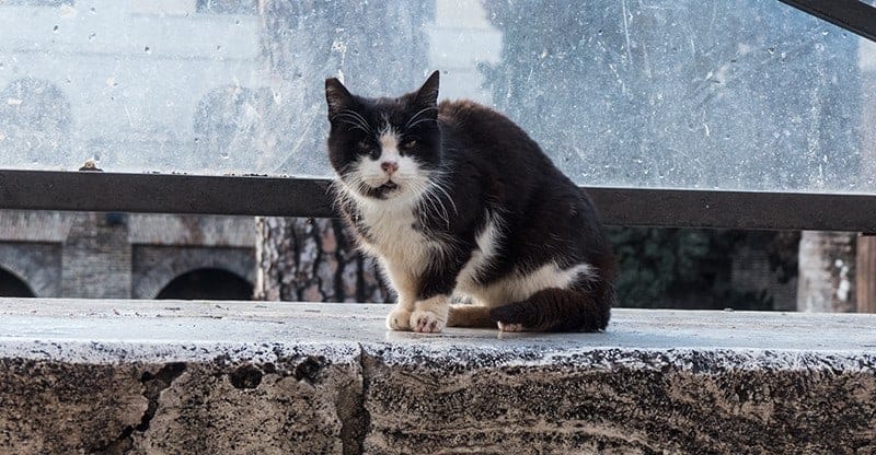 largo torre argentina gatti di roma