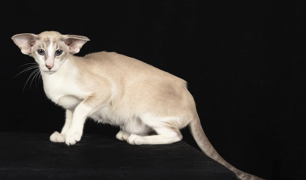 gatto siamese - foto di francesco Spadafora
