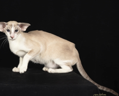 gatto siamese - foto di francesco Spadafora