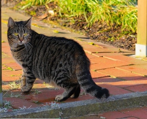 perche il gatto scappa