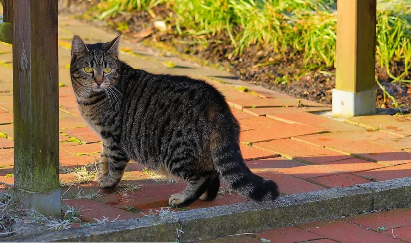 perche il gatto scappa