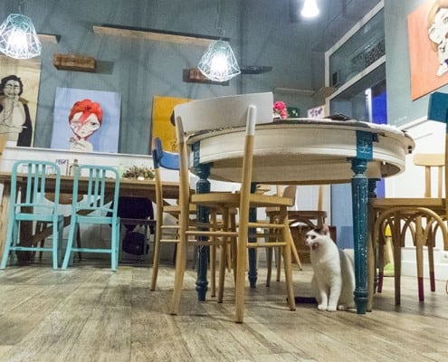 Romeow Cat Bistrot il ristorante dei gatti a Roma