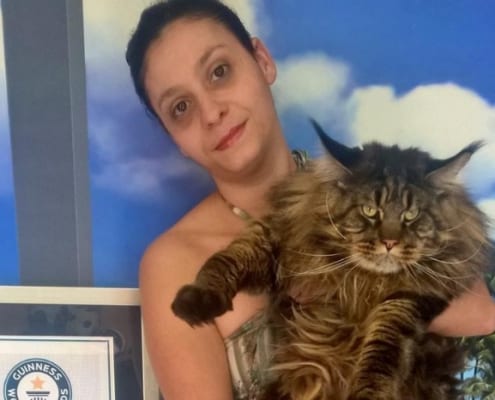 Il gatto più lungo del mondo italiano Barivel il grande Maine coon