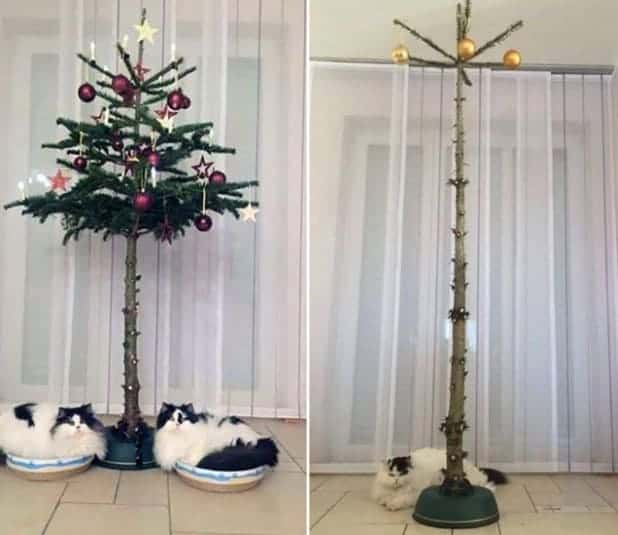 albero natale gatti