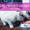 cibo preferito dei gatti