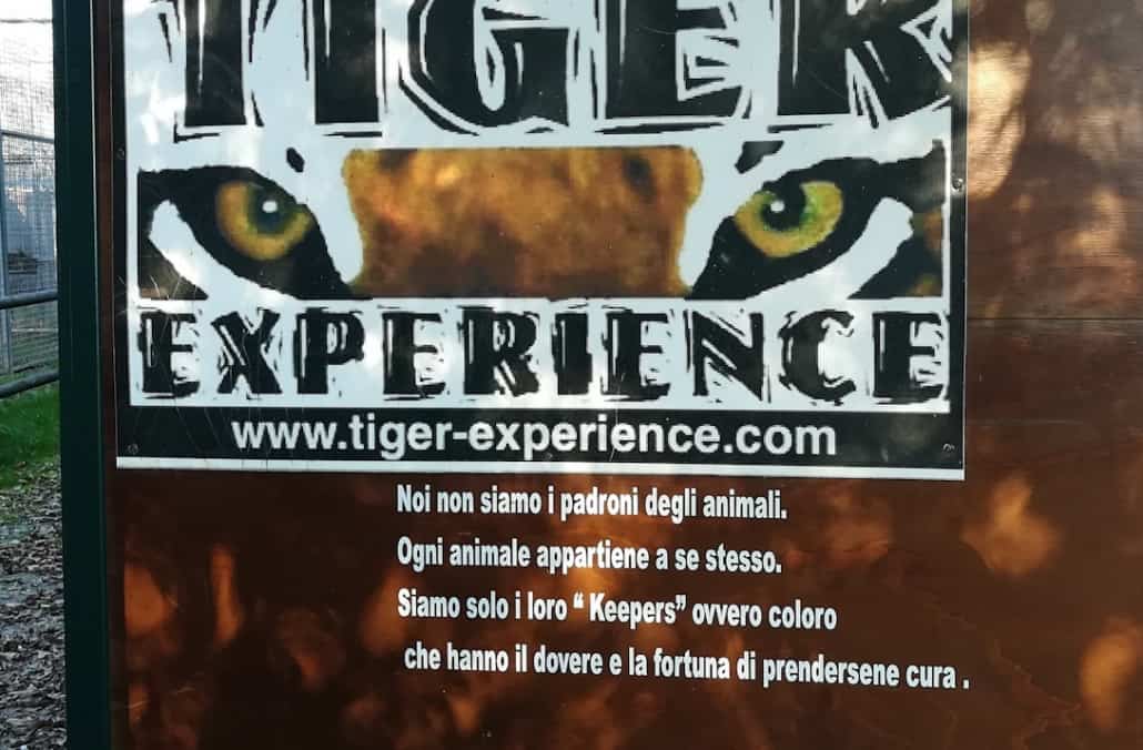 tiger experience parco tigri leoni veneto