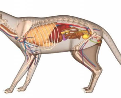 anatomia del gatto