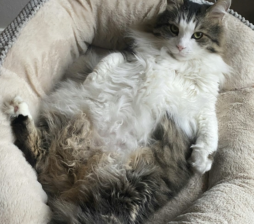 gatto grasso obeso