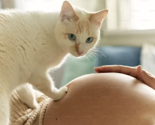 toxoplasmosi gatto gravidanza