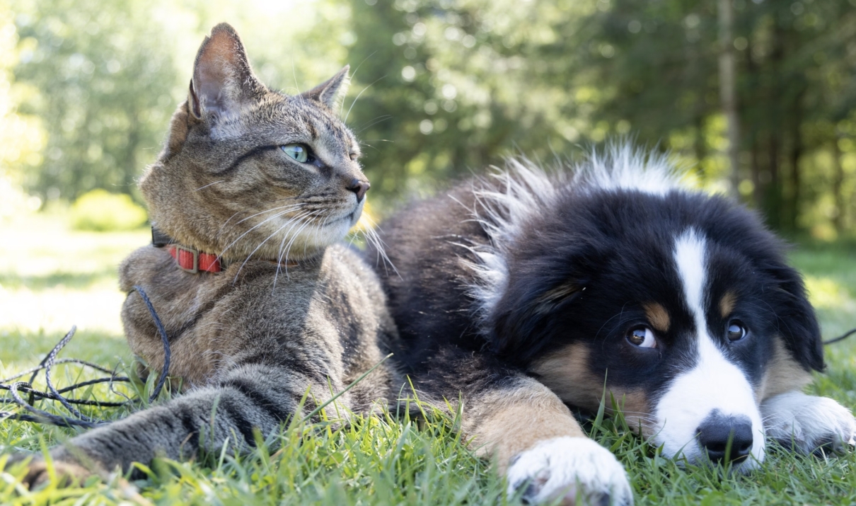 cani e gatti insieme