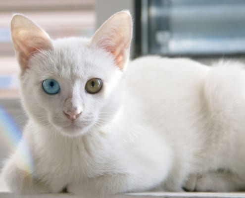 gatti bianchi gatto sordo gatto albino