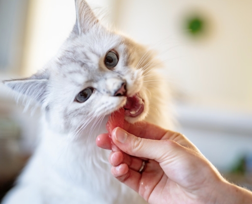 alimentazione casalinga gatto