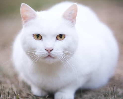 Gatto bianco caratteristiche, significato e razza