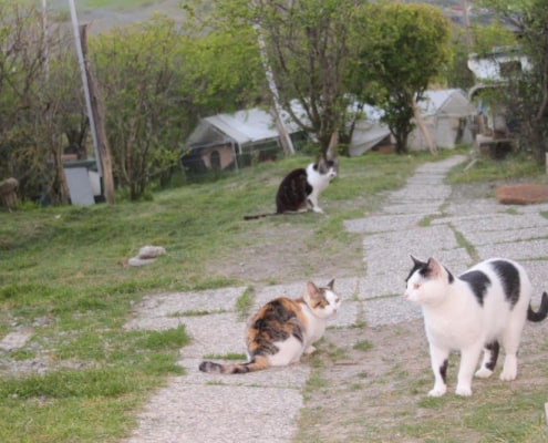 siena oasi felina cassiopei