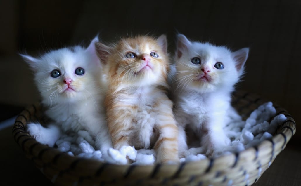 foto di gattini piccolini