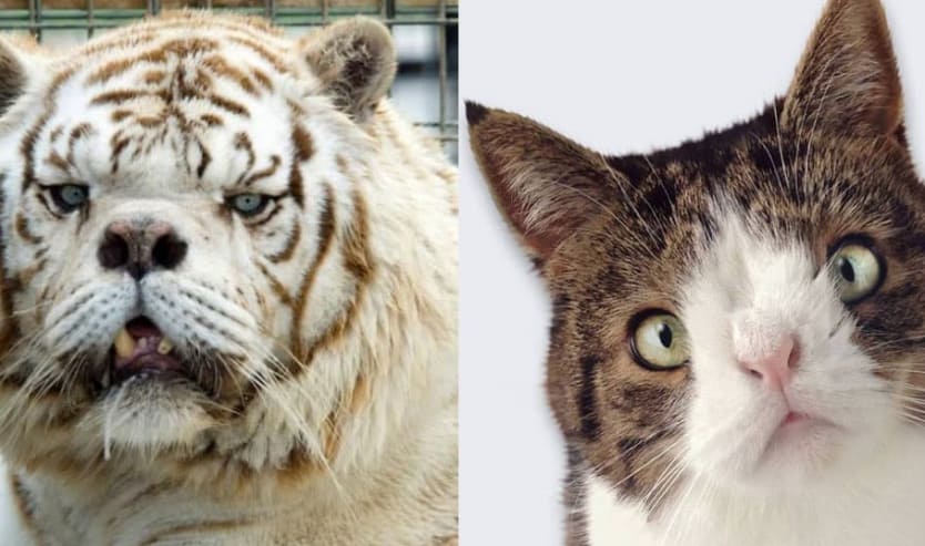 Gatto Down e tigre down chiarezza sugli animali con la sindrome di Down