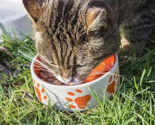 cibo per gatti grain free