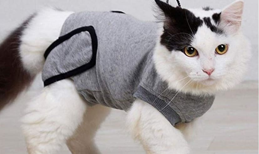 Vestiti per gatti e gattini vestiti ecco perché