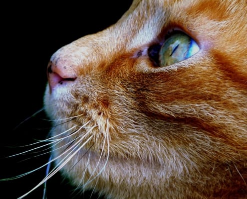 gatto arancione razza carattere maschio femmina nomi foto